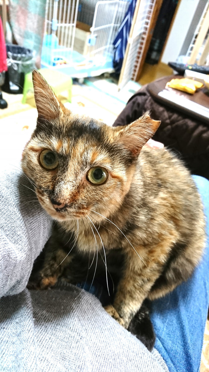 1431番 むぎわら 女の子 ずっとのおうち エイベット 野良猫 犬などの里親マッチングサイトの運営 Tnr活動