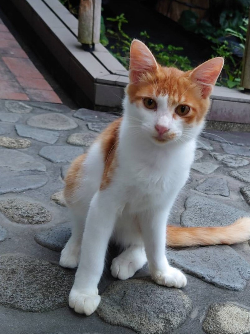 ずっとのおうち エイベット 野良猫 犬などの里親マッチングサイトの運営 Tnr活動