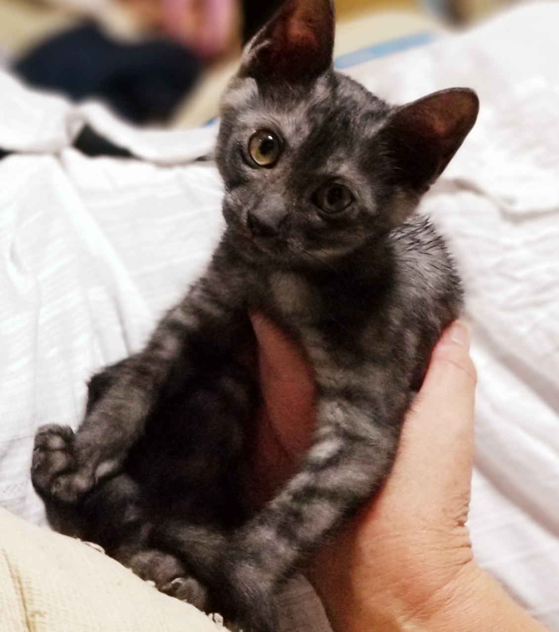 1553番 ブラックスモーク 女の子 ずっとのおうち エイベット 野良猫 犬などの里親マッチングサイトの運営 Tnr活動