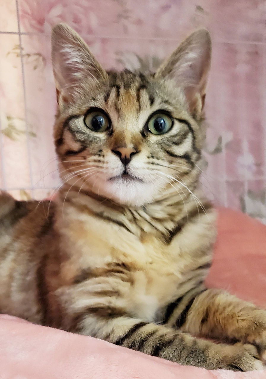 ずっとのおうち エイベット 野良猫 犬などの里親マッチングサイトの運営 Tnr活動 ずっとのおうち エイベット 野良猫 犬などの里親マッチングサイトの運営 Tnr活動