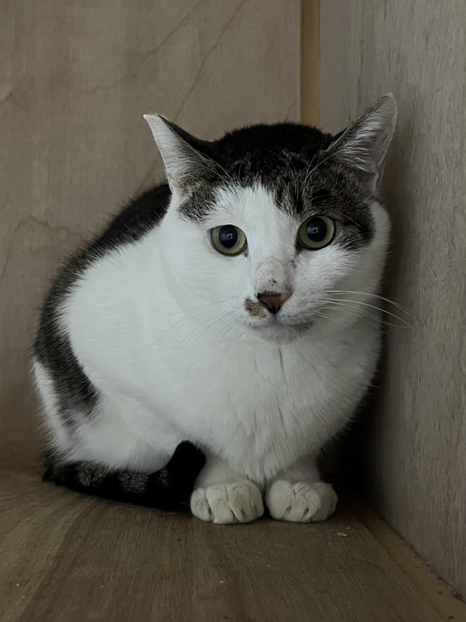 2082番 キジ白 男の子｜ずっとのおうち｜エイベット｜野良猫、犬