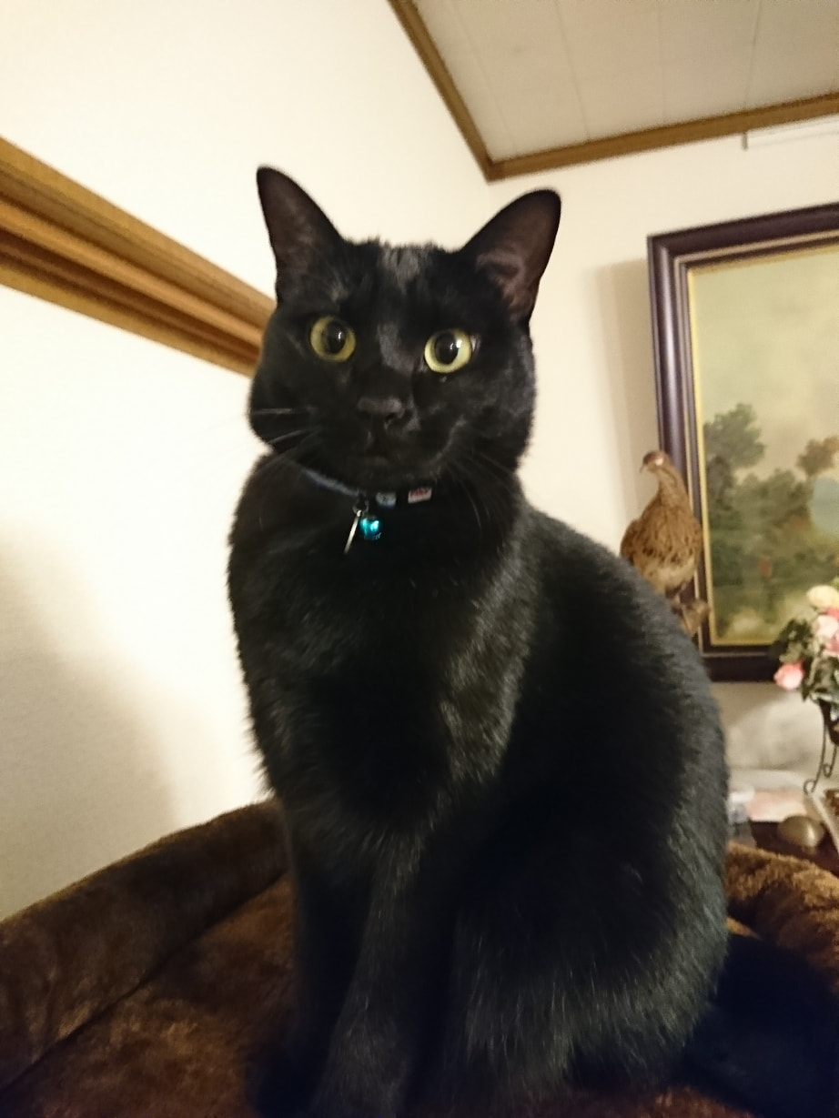 ずっとのおうち エイベット 野良猫 犬などの里親マッチングサイトの運営 Tnr活動 ずっとのおうち エイベット 野良猫 犬などの里親マッチングサイトの運営 Tnr活動