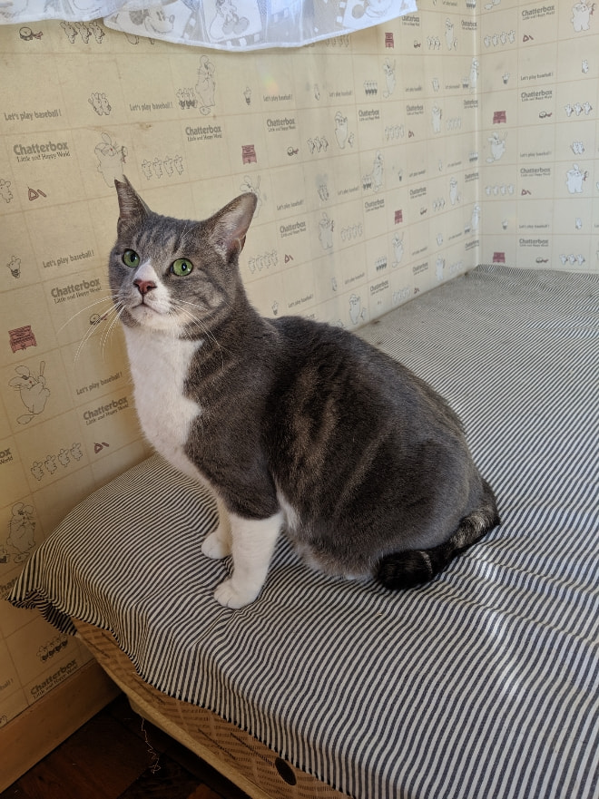 ずっとのおうち エイベット 野良猫 犬などの里親マッチングサイトの運営 Tnr活動