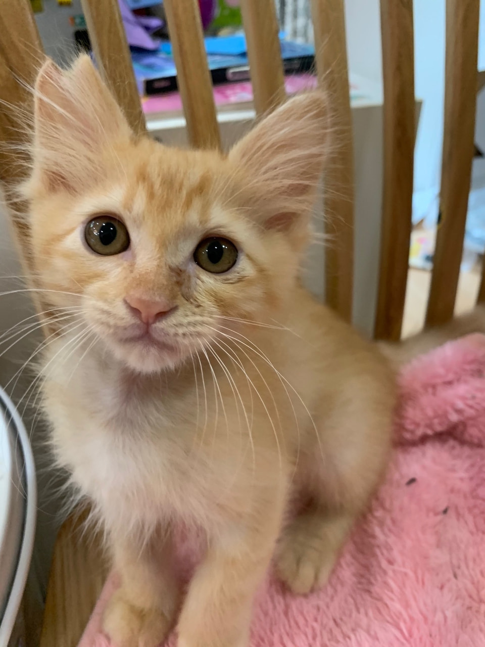 ずっとのおうち エイベット 野良猫 犬などの里親マッチングサイトの運営 Tnr活動 ずっとのおうち エイベット 野良猫 犬などの里親マッチングサイトの運営 Tnr活動