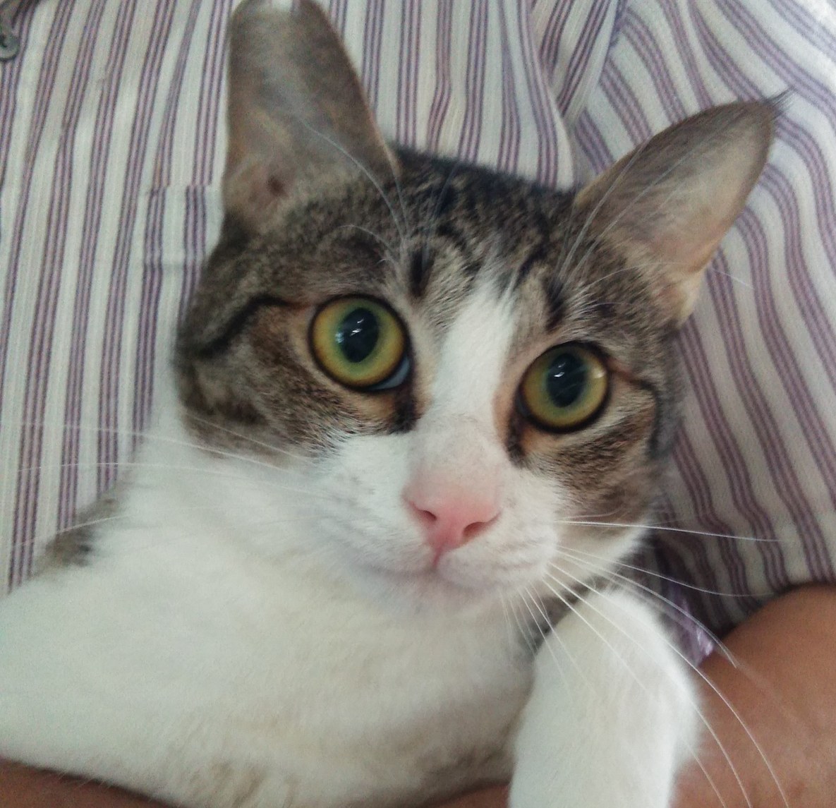 ずっとのおうち｜エイベット｜野良猫、犬などの里親マッチングサイトの 