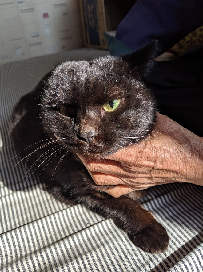 ずっとのおうち エイベット 野良猫 犬などの里親マッチングサイトの運営 Tnr活動 ずっとのおうち エイベット 野良猫 犬などの里親マッチングサイトの運営 Tnr活動
