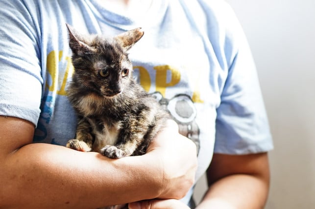 ずっとのおうち｜エイベット｜野良猫、犬などの里親マッチングサイトの 