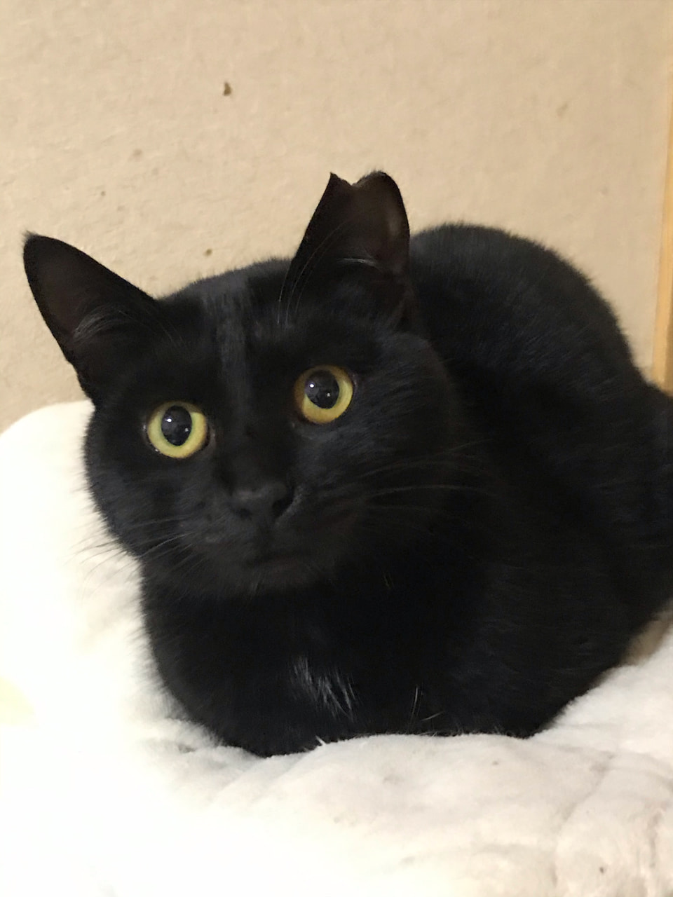 ずっとのおうち エイベット 野良猫 犬などの里親マッチングサイトの運営 Tnr活動