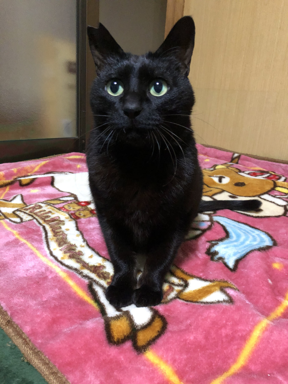 ずっとのおうち エイベット 野良猫 犬などの里親マッチングサイトの運営 Tnr活動 ずっとのおうち エイベット 野良猫 犬などの里親マッチングサイトの運営 Tnr活動
