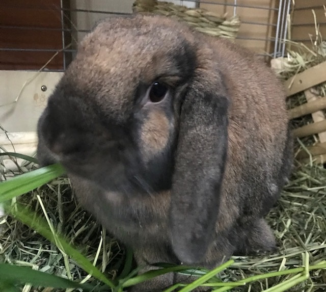 1043番 うさぎ ロップイヤー雑種 トート 女の子 ずっとのおうち エイベット 野良猫 犬などの里親マッチングサイトの運営 Tnr活動 1043番 うさぎ ロップイヤー雑種 トート 女の子 ずっとのおうち エイベット 野良猫 犬などの里親マッチングサイトの運営 Tnr活動