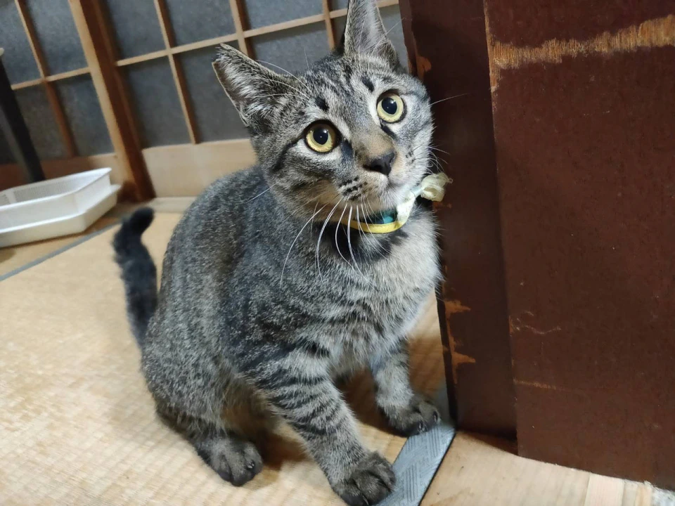 15番 キジトラ 男の子 ずっとのおうち エイベット 野良猫 犬などの里親マッチングサイトの運営 Tnr活動