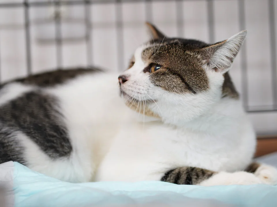 1791番 キジ白 男の子 ずっとのおうち エイベット 野良猫 犬などの里親マッチングサイトの運営 Tnr活動