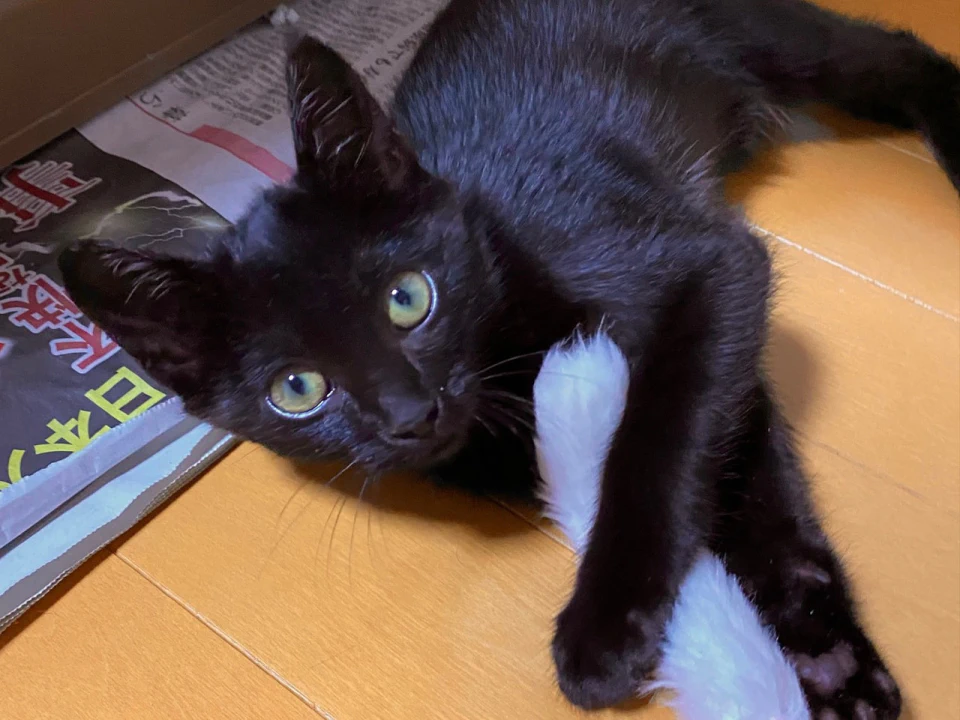 募集停止中 1908番 黒 女の子 ずっとのおうち エイベット 野良猫 犬などの里親マッチングサイトの運営 Tnr活動