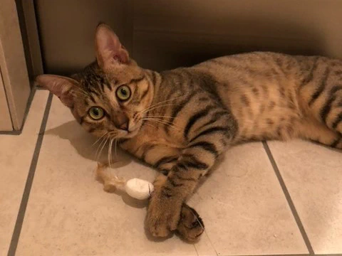募集停止中 1901番 キジトラ 男の子 ずっとのおうち エイベット 野良猫 犬などの里親マッチングサイトの運営 Tnr活動 募集停止中 1901番 キジトラ 男の子 ずっとのおうち エイベット 野良猫 犬などの里親マッチングサイトの運営 Tnr活動