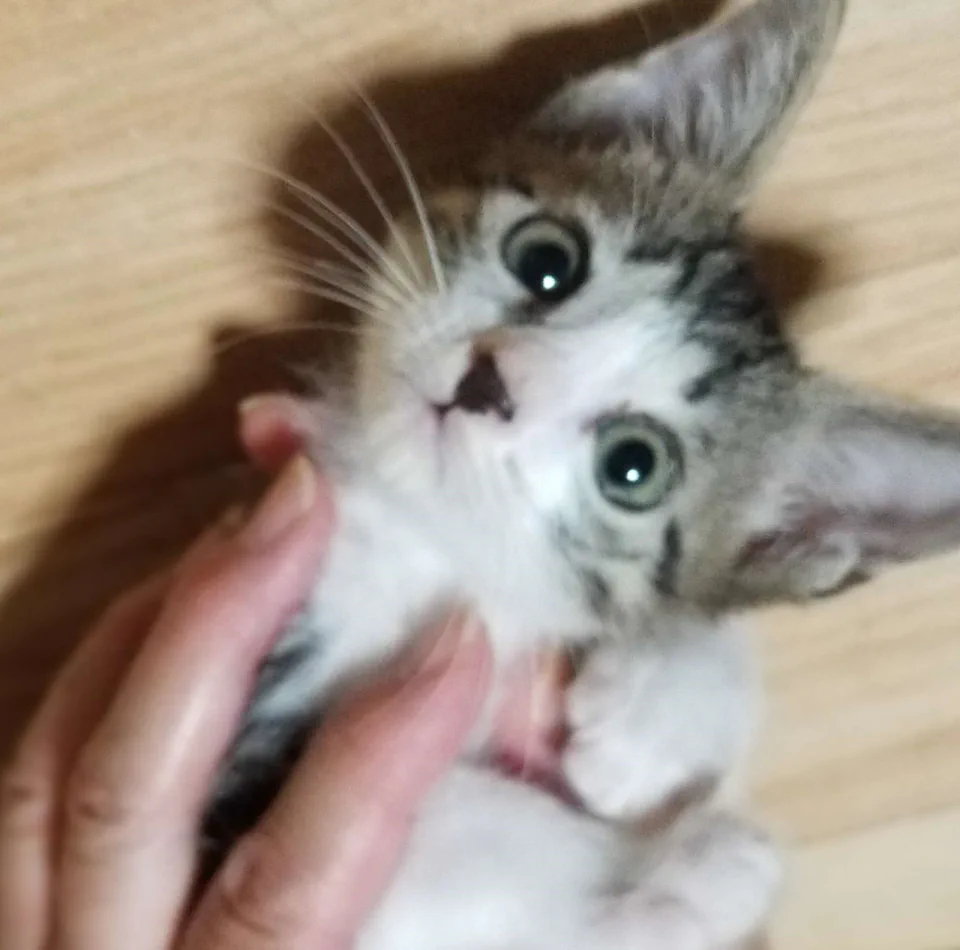 15番 キジ白 男の子 ずっとのおうち エイベット 野良猫 犬などの里親マッチングサイトの運営 Tnr活動 15番 キジ白 男の子 ずっとのおうち エイベット 野良猫 犬などの里親マッチングサイトの運営 Tnr活動