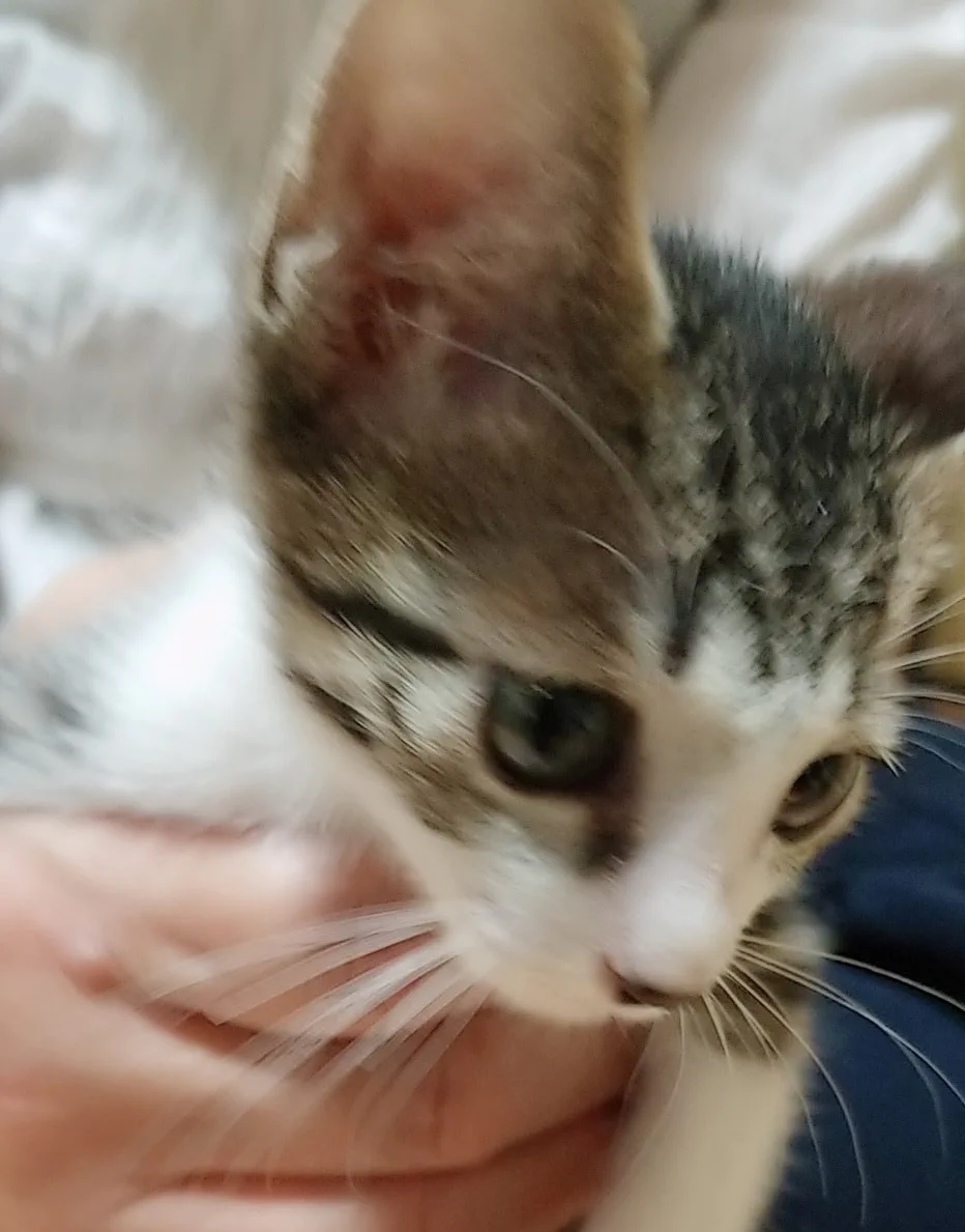 15番 キジ白 男の子 ずっとのおうち エイベット 野良猫 犬などの里親マッチングサイトの運営 Tnr活動 15番 キジ白 男の子 ずっとのおうち エイベット 野良猫 犬などの里親マッチングサイトの運営 Tnr活動